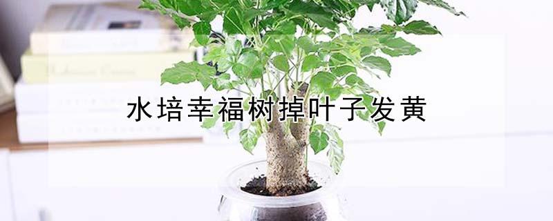 水培幸福树掉叶子发黄 水培幸福树叶子发黄掉叶子是怎么回事