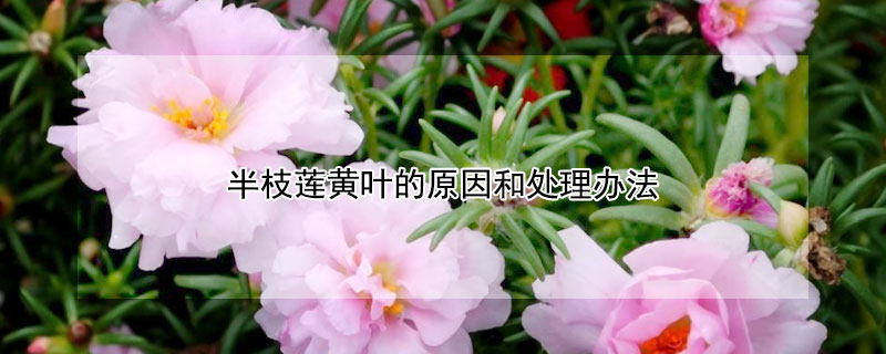 半枝莲黄叶的原因和处理办法（半边莲黄叶是什么原因）