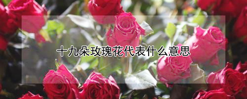 十九朵玫瑰花代表什么意思（十九朵玫瑰花什么含义）