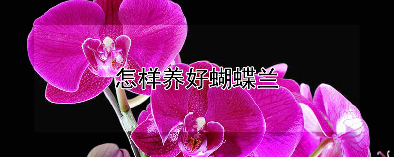 怎样养好蝴蝶兰 怎样才能养好蝴蝶兰