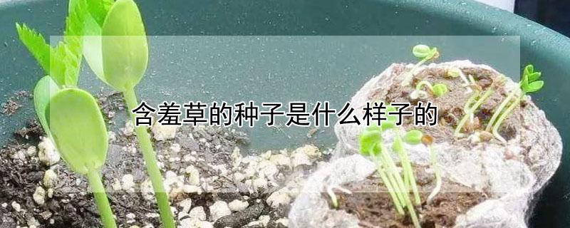 含羞草的种子是什么样子的 含羞草的种子像什么