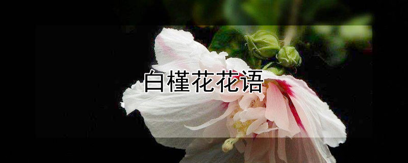 白槿花花语(白槿花的花语)