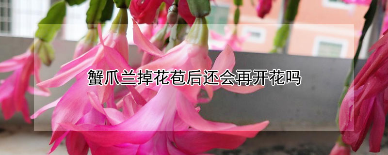 蟹爪兰掉花苞后还会再开花吗 蟹爪兰花苞掉落后还能再长花苞吗
