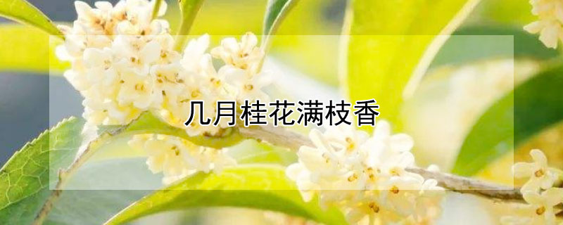 几月桂花满枝香（几月桂花树香）