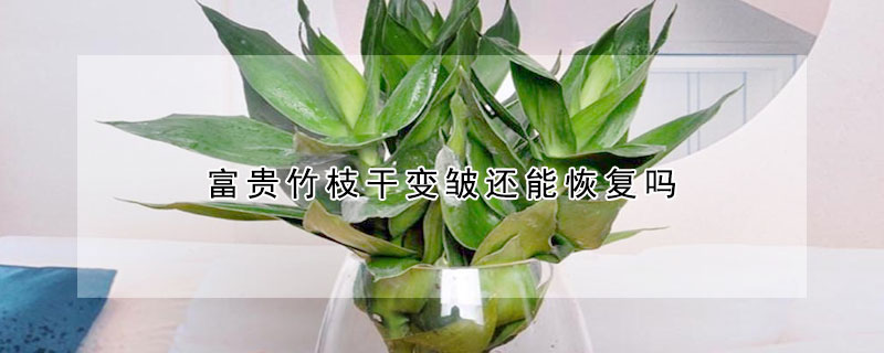 富贵竹枝干变皱还能恢复吗 富贵竹根茎变皱怎么办