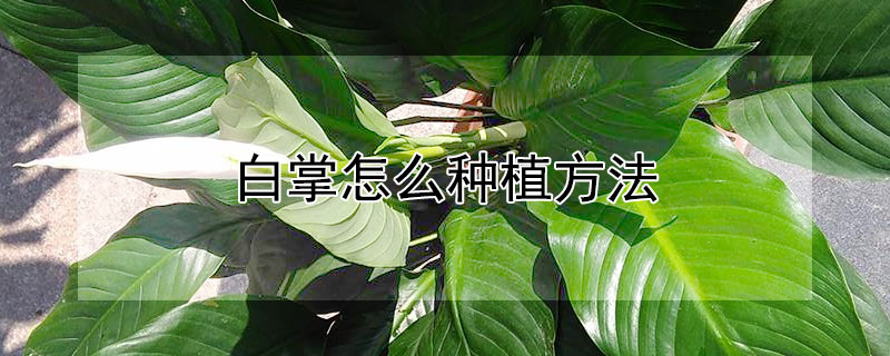 白掌怎么种植方法(白掌怎么栽)