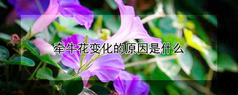 牵牛花变化的原因是什么（牵牛花的变化过程和变化的原因）