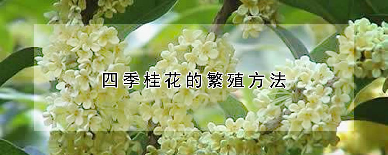 四季桂花的繁殖方法（四季桂花怎么繁殖）