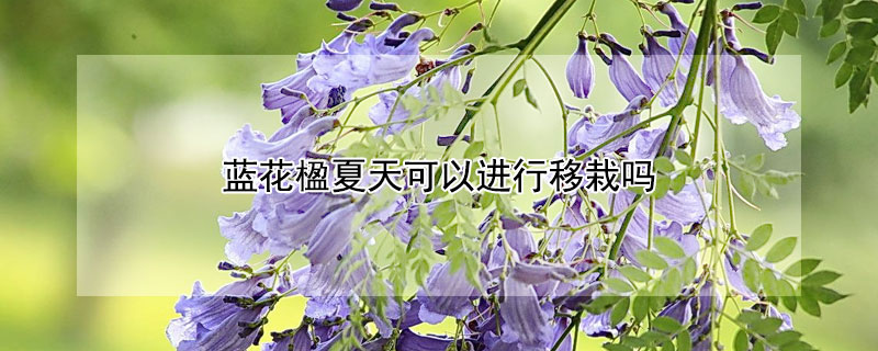 蓝花楹夏天可以进行移栽吗 蓝花楹移栽技术要点