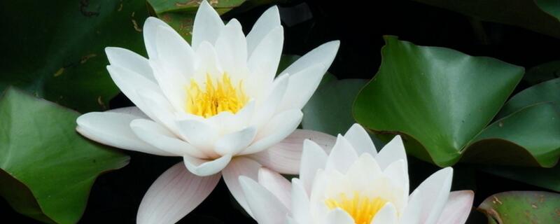 睡莲的花语（睡莲的花语是什么）