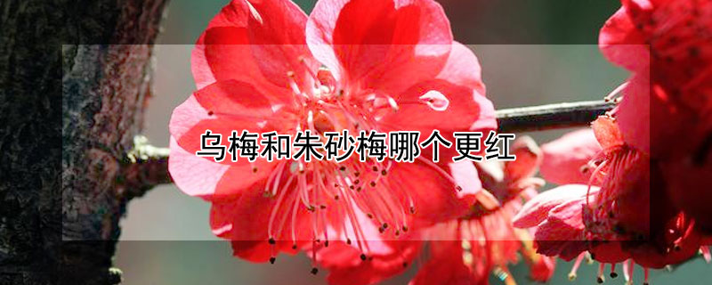 乌梅和朱砂梅哪个更红（乌梅好看还是朱砂梅好看）