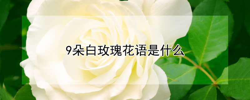 9朵白玫瑰花语是什么（九朵白玫瑰花的花语）