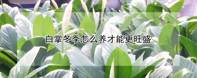 白掌冬季怎么养才能更旺盛（白掌怎么养才能更旺盛）
