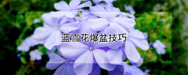 蓝雪花爆盆技巧 蓝雪花开爆盆