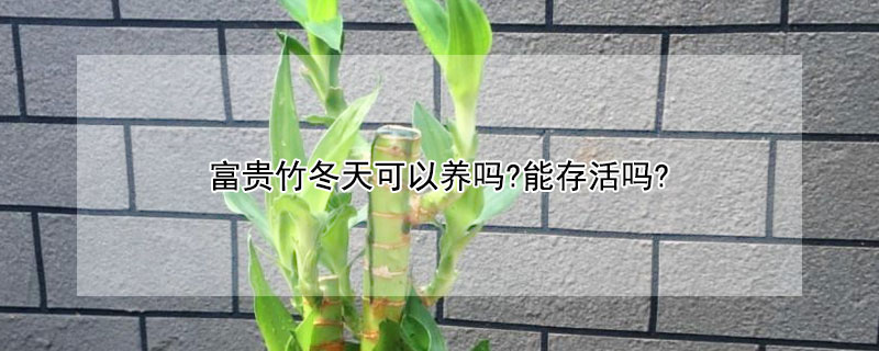 富贵竹冬天可以养吗?能存活吗?(冬天怎么养富贵竹)