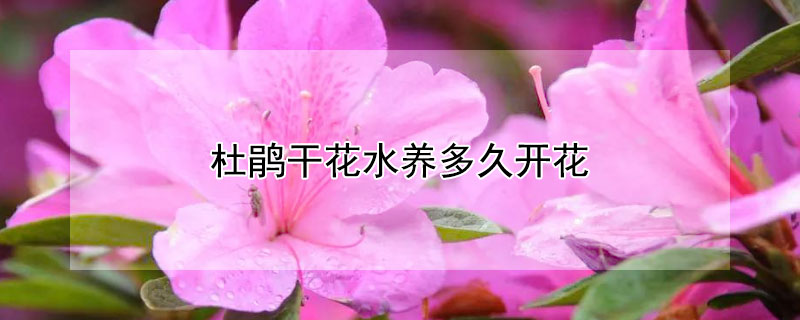 杜鹃干花水养多久开花（干枝杜鹃水养多久开花）