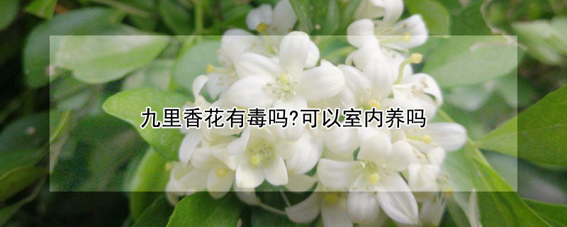 九里香花有毒吗?可以室内养吗 九里香花有没有毒?