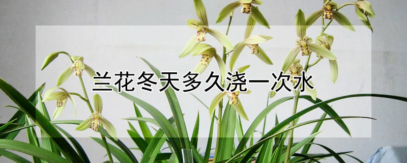 兰花冬天多久浇一次水（兰花冬天多久浇一次水比较好?）