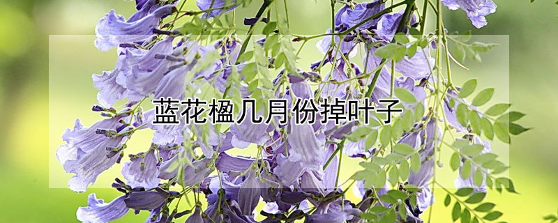 蓝花楹几月份掉叶子 蓝花楹落叶多长时间
