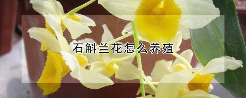 石斛兰花怎么养殖（石斛兰花怎么养殖方法）