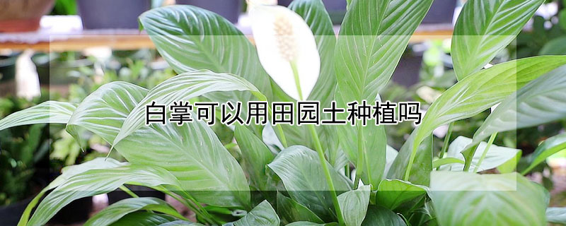 白掌可以用田园土种植吗（白掌可以无土栽培吗）