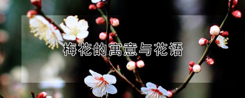梅花的寓意与花语 梅花语和寓意