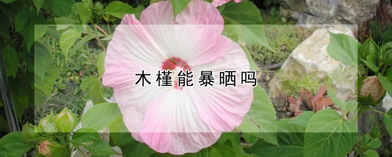 木槿能暴晒吗（木槿花能暴晒吗）