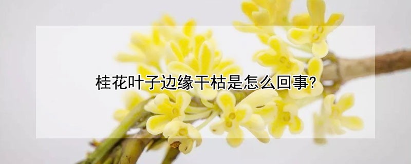 桂花叶子边缘干枯是怎么回事?（桂花叶片边缘干枯）
