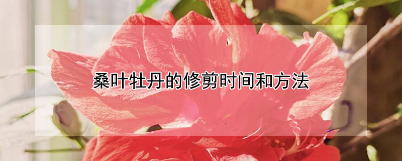 桑叶牡丹的修剪时间和方法 桑叶牡丹什么时候剪枝
