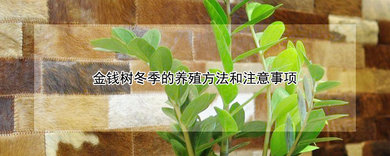 金钱树冬季的养殖方法和注意事项 金钱树过冬怎么养