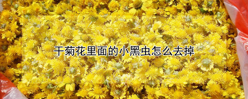 干菊花里面的小黑虫怎么去掉 菊花上的黑虫怎么处理