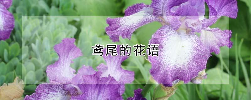 鸢尾的花语（向日葵的花语）