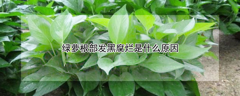 绿萝根部发黑腐烂是什么原因（绿萝叶子发黑烂根是什么原因）