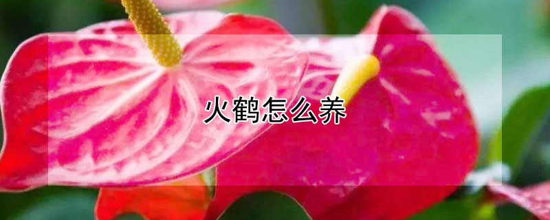 火鹤怎么养（火鹤怎么养才能开花）