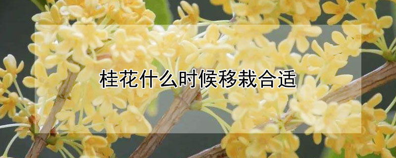 桂花什么时候移栽合适（桂花什么时候移栽好）