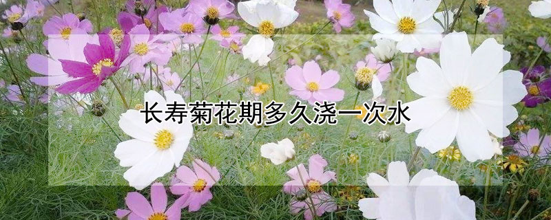 长寿菊花期多久浇一次水 长寿菊多长时间浇一次水