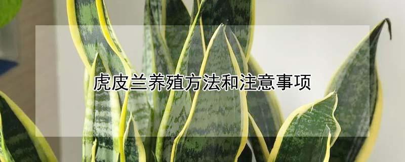 虎皮兰养殖方法和注意事项（虎皮兰养殖方法和注意事项浇水要适量）