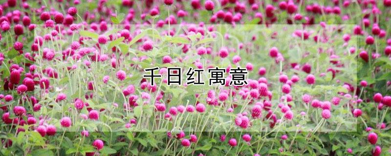 千日红寓意 千日红寓意人的什么品质