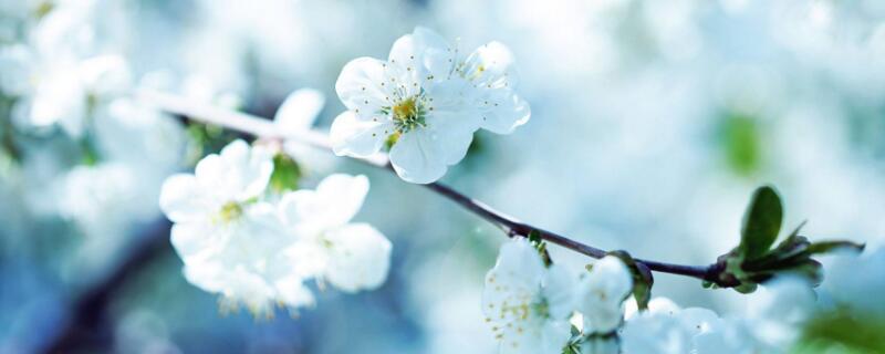 白色的桃花象征着什么（桃花开白色是什么意思）