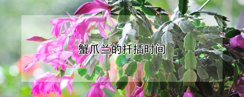 蟹爪兰的扦插时间（蟹爪兰的扦插时间和方法）
