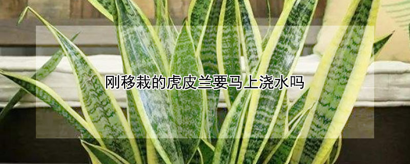 刚移栽的虎皮兰要马上浇水吗（移栽虎皮兰首次要浇透吗）