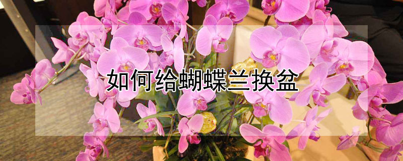 如何给蝴蝶兰换盆（怎样给蝴蝶兰换盆）