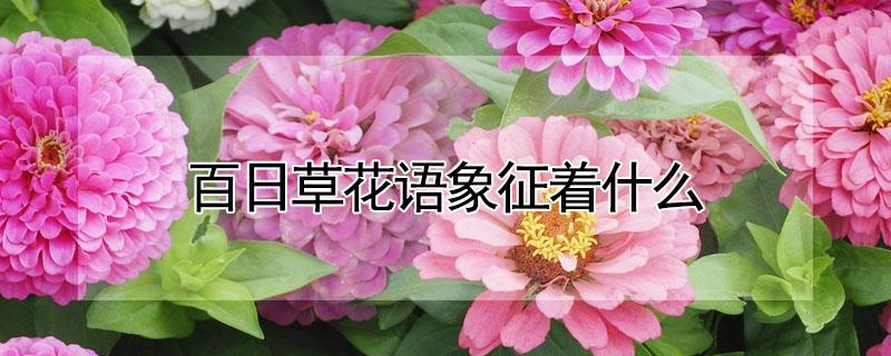 百日草花语象征着什么 百日草花语和象征意义