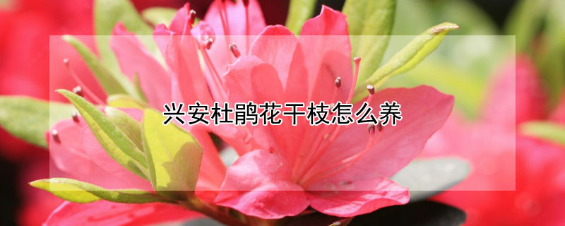 兴安杜鹃花干枝怎么养（兴安杜鹃干枝花图片）