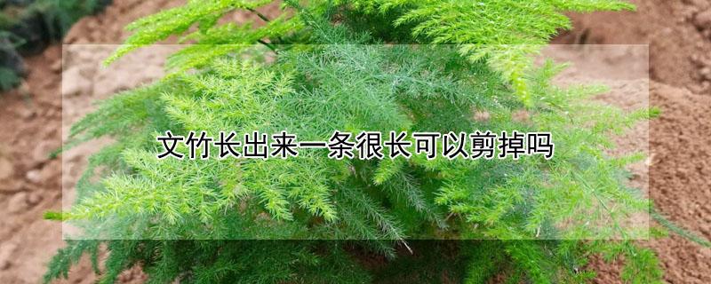 文竹长出来一条很长可以剪掉吗（文竹一根长太长可以剪了吗）