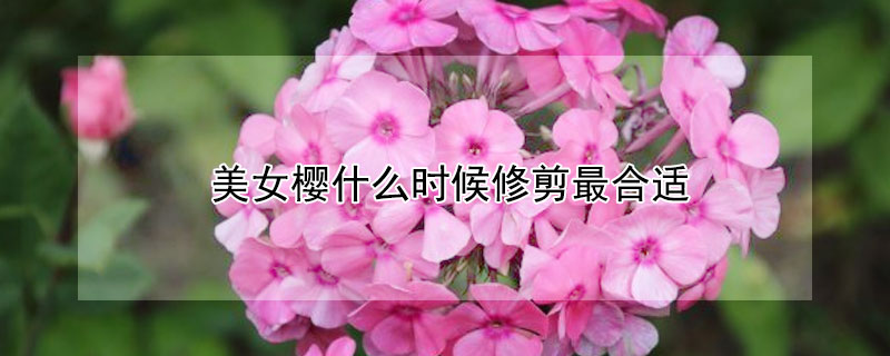 美女樱什么时候修剪最合适 美女樱过冬天要剪枝条吗