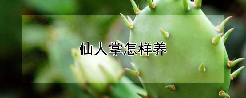 仙人掌怎样养（仙人掌怎样养护才能快速开花）