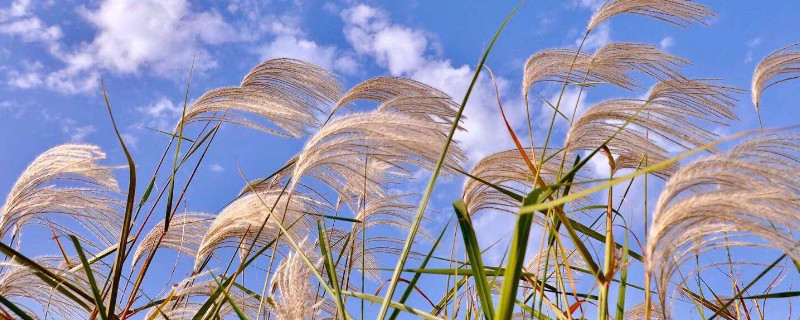 荻花的花语（荻花的花语和象征意义）