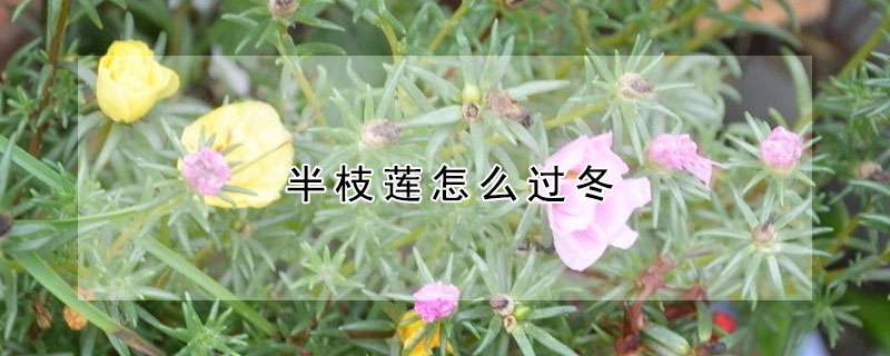 半枝莲怎么过冬（半边莲怎么过冬）