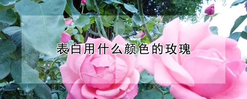 表白用什么颜色的玫瑰（表白用什么颜色的玫瑰花好看）